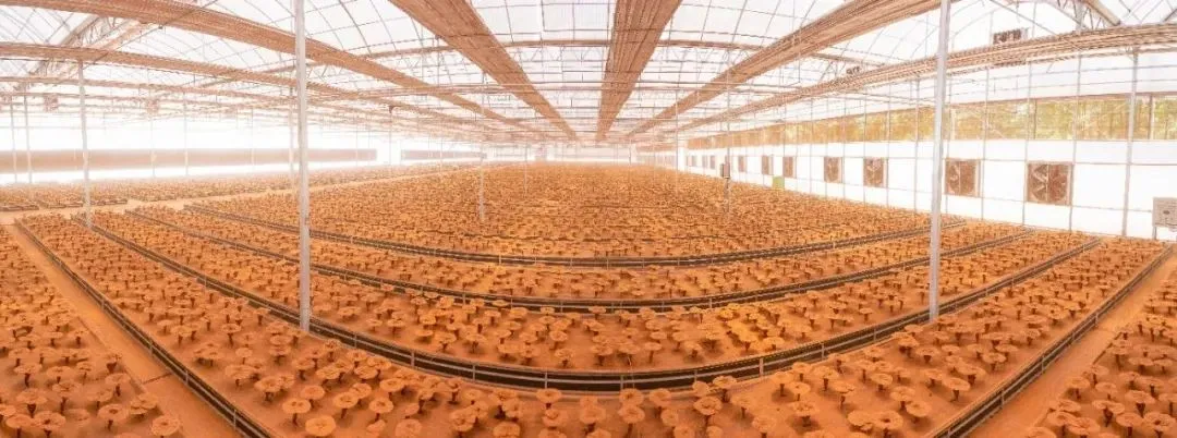 浙江cq9跳高高游戏网站医药股份有限公司